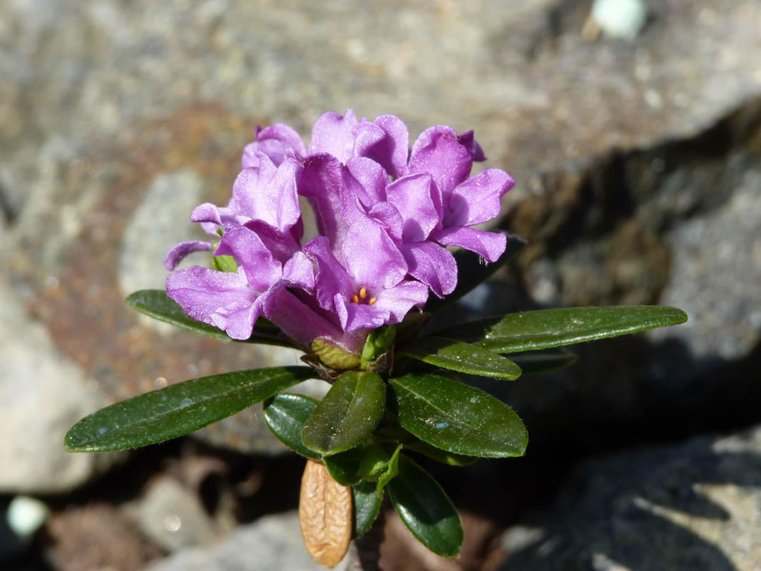Daphne arbuscula